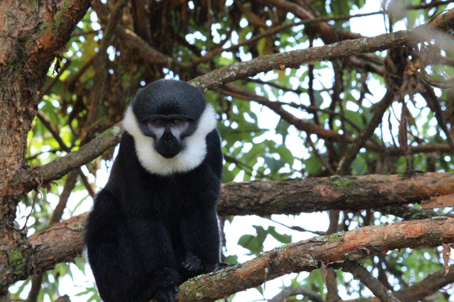 3 Days Rwanda Tour at Nyungwe National Park