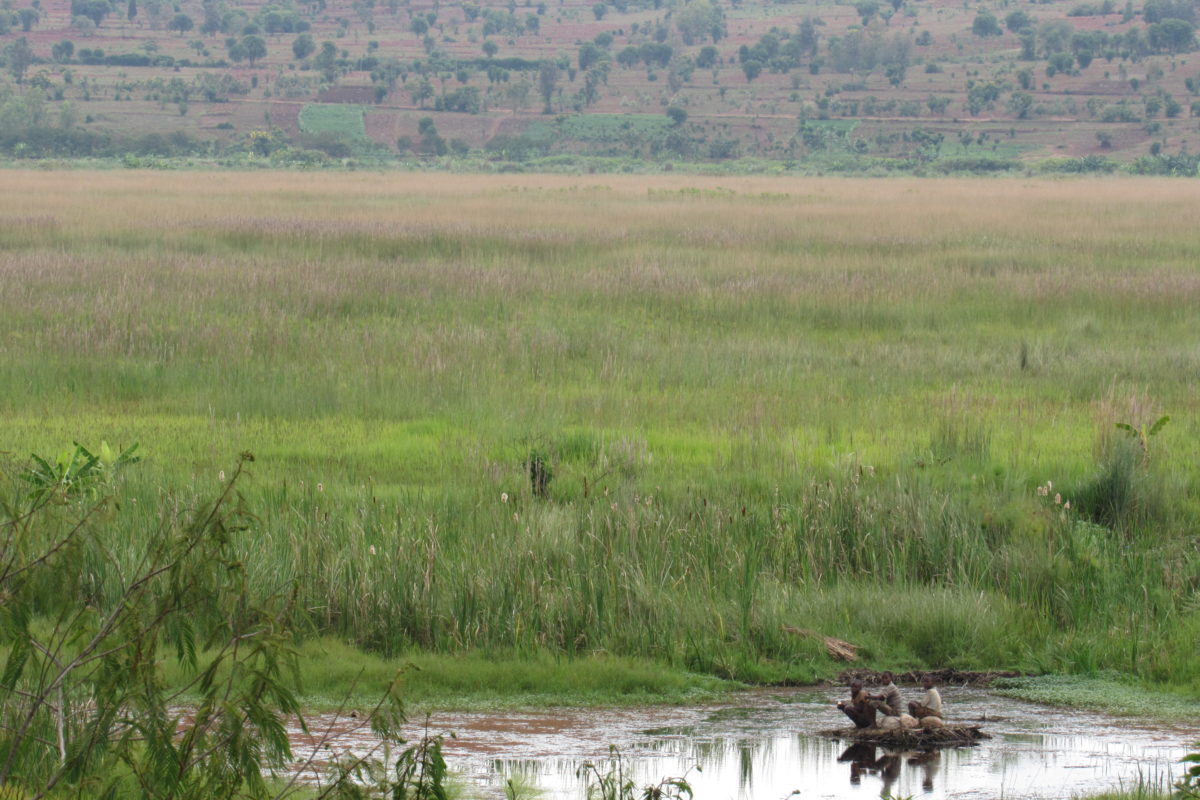 Wetlands