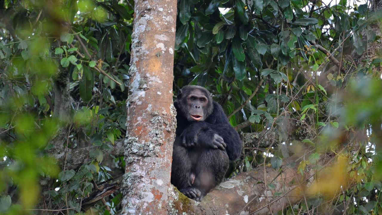 Gishwati Mukura National Park