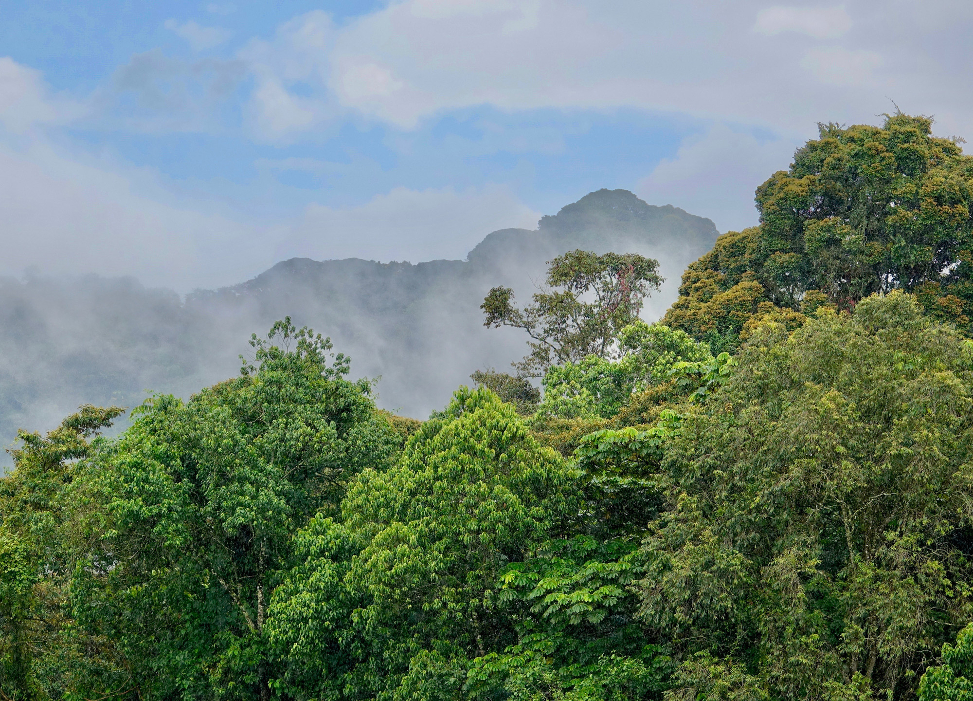 Nyungwe National Park