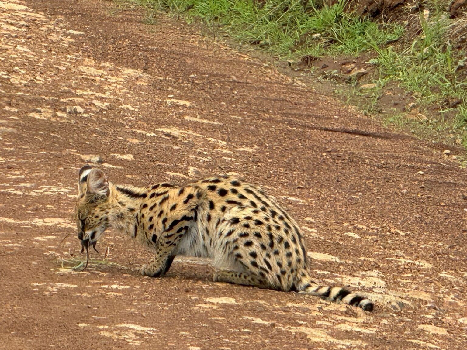 Why Do Travelers Flock to Kenya for an African Adventure?